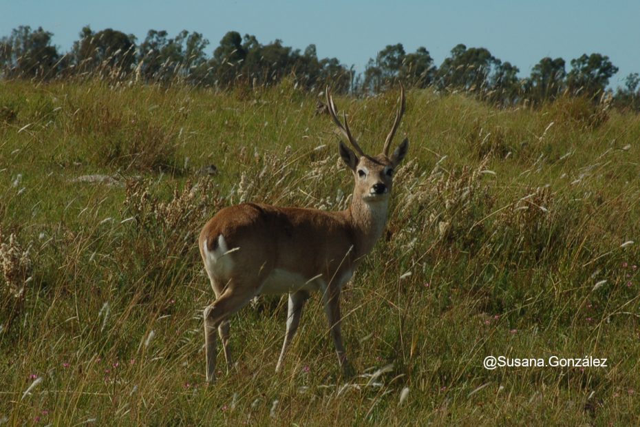 deer